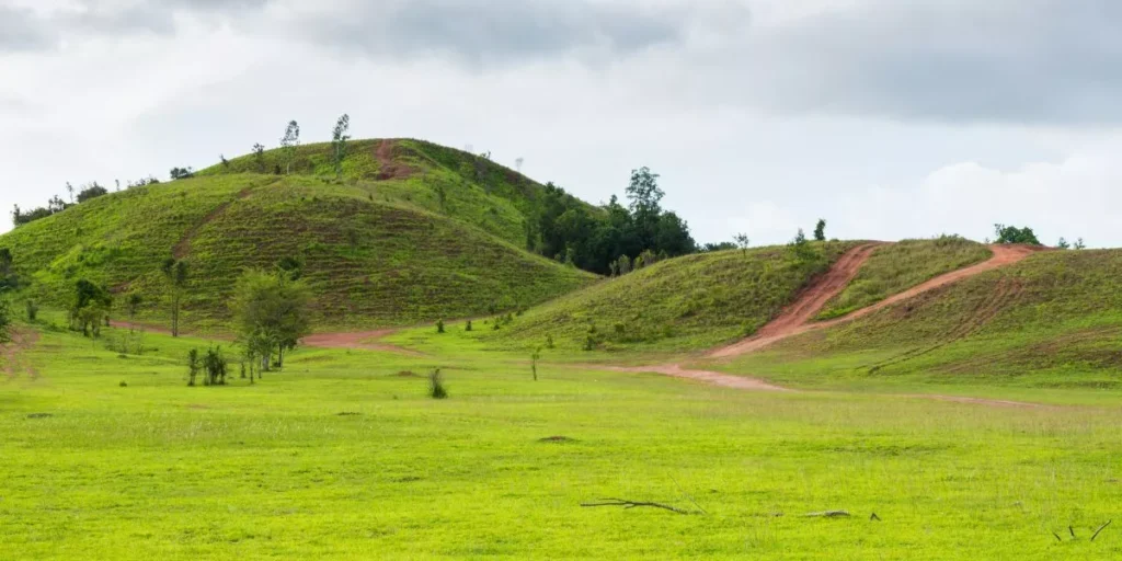 What Are the Differences Between Warm and Cool Season Grasses? What Are the Differences Between Warm and Cool Season Grasses?